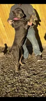 Elina , a female Cane Corso for sale in Columbia, MO – Photo 6 of 6