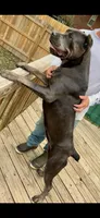 Elina , a female Cane Corso for sale in Columbia, MO – Photo 4 of 6