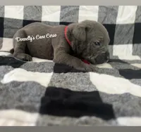 Red - Blue male , a male Cane Corso for sale in Columbia, MO – 1 of 1