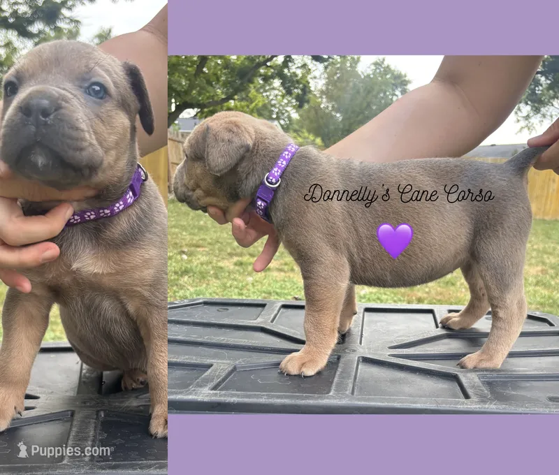 Purple - Rich Red Formentino F – Cane Corso puppy for sale in Columbia, MO