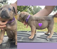 Purple - Rich Red Formentino F, a female Cane Corso for sale in Columbia, MO – 1 of 2