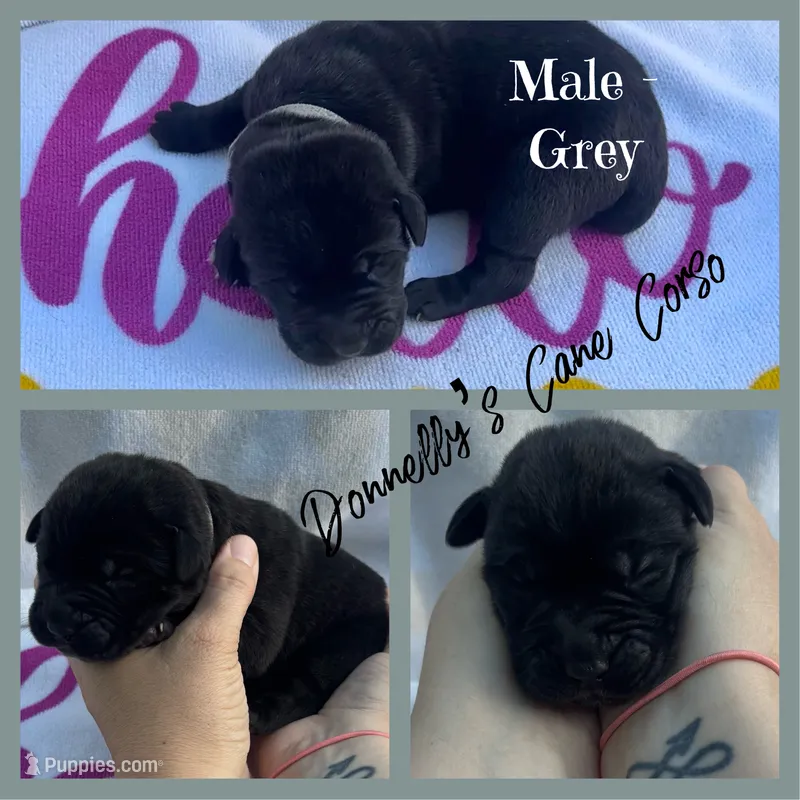 Grey Collar - Male  – Cane Corso puppy for sale in Columbia, MO