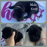 Grey Collar - Male , a male Cane Corso for sale in Columbia, MO – 1 of 2