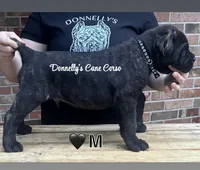 Grey Collar - Male , a male Cane Corso for sale in Columbia, MO – 1 of 3