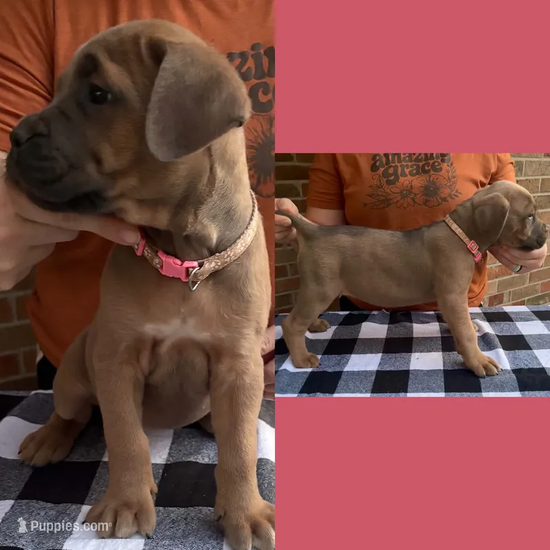 Hot pink - Rich Red Formentino F – Cane Corso puppy for sale in Columbia, MO