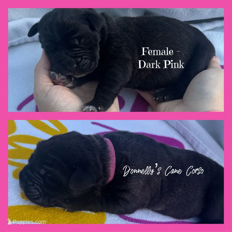 Dark Pink - Female  – Cane Corso puppy for sale in Columbia, MO