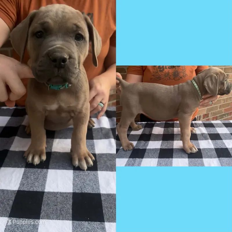 Teal Blue - Rich Red Formentino - F – Cane Corso puppy for sale in Columbia, MO