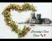 White Collar - Male , a male Cane Corso for sale in Columbia, MO – 2 of 2