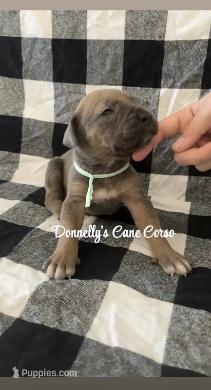 Teal Blue – Cane Corso puppy for sale in Columbia, MO