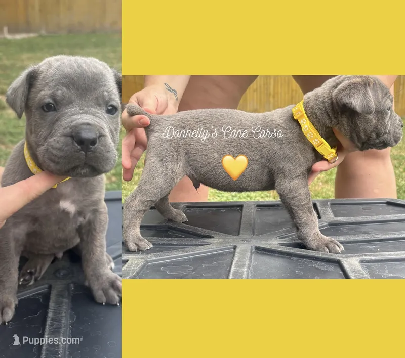 Yellow  - Blue Brindle Male – Cane Corso puppy for sale in Columbia, MO