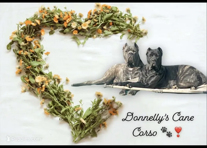 Expecting - June 2026, a  Cane Corso for sale in Columbia, MO – Photo 1 of 1
