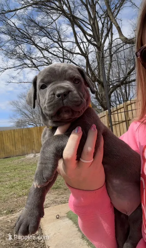 Lemon Drop - AKC – Cane Corso puppy for sale in Columbia, MO