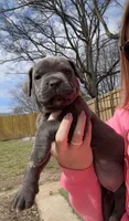 Lemon Drop - AKC, a male Cane Corso for sale in Columbia, MO – Photo 4 of 4