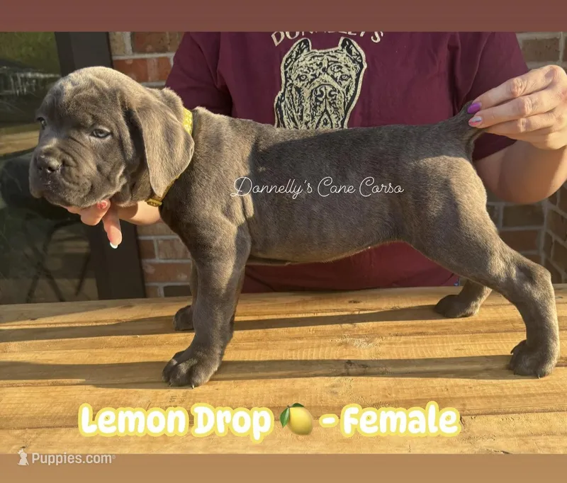 Lemon Drop - AKC – Cane Corso puppy for sale in Columbia, MO