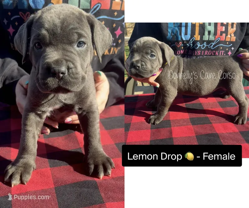 Lemon Drop - AKC – Cane Corso puppy for sale in Columbia, MO