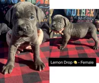 Lemon Drop - AKC, a male Cane Corso for sale in Columbia, MO – Photo 3 of 4
