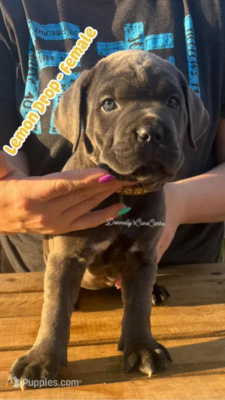 Lemon Drop - AKC – Cane Corso puppy for sale in Columbia, MO