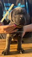 Lemon Drop - AKC, a male Cane Corso for sale in Columbia, MO – Photo 1 of 4