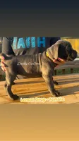 Lemon Drop - AKC, a male Cane Corso for sale in Columbia, MO – Photo 2 of 4