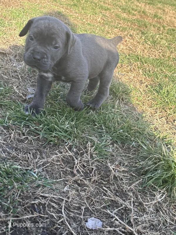 Lemon Drop - AKC – Cane Corso puppy for sale in Columbia, MO