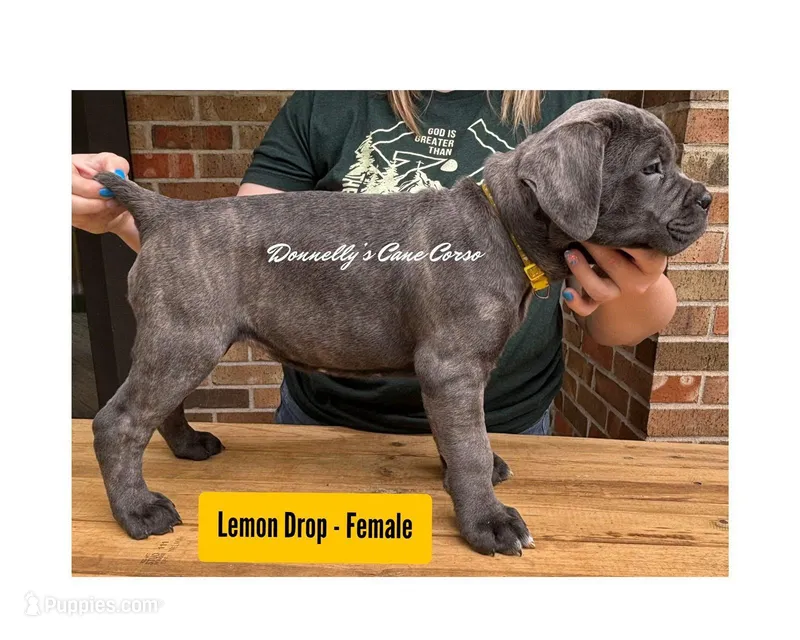Lemon Drop - AKC – Cane Corso puppy for sale in Columbia, MO