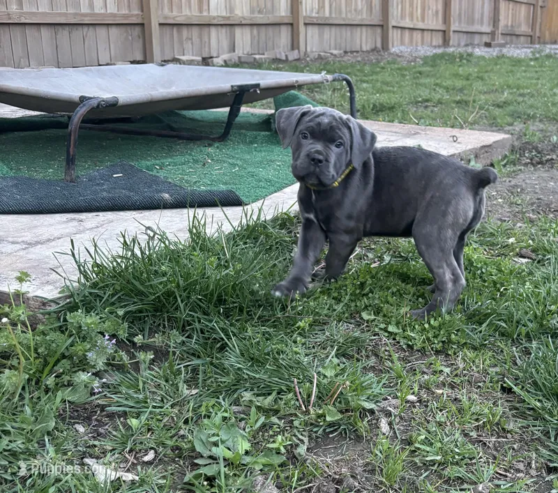 Lemon Drop - AKC – Cane Corso puppy for sale in Columbia, MO