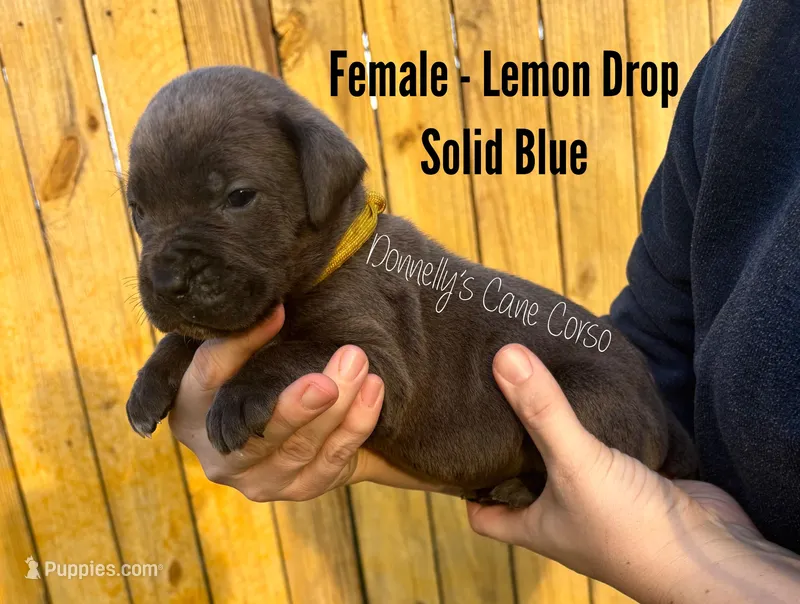Lemon Drop - AKC – Cane Corso puppy for sale in Columbia, MO