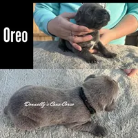 Oreo - AKC, a male Cane Corso for sale in Columbia, MO – Photo 2 of 2