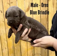 Oreo - AKC, a male Cane Corso for sale in Columbia, MO – Photo 1 of 2