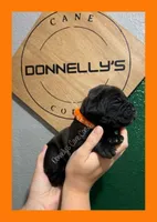 Orange - Female , a female Cane Corso for sale in Columbia, MO – 3 of 3