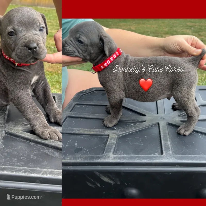 Red - Blue male  – Cane Corso puppy for sale in Columbia, MO