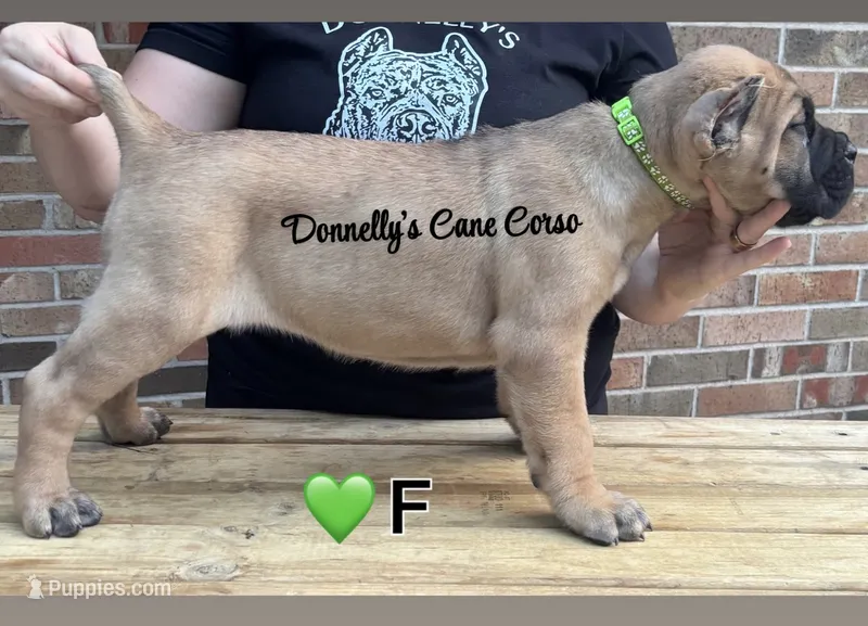 Light Green - Female  – Cane Corso puppy for sale in Columbia, MO