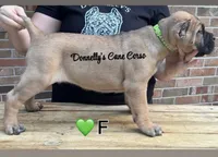 Light Green - Female , a female Cane Corso for sale in Columbia, MO – 1 of 4