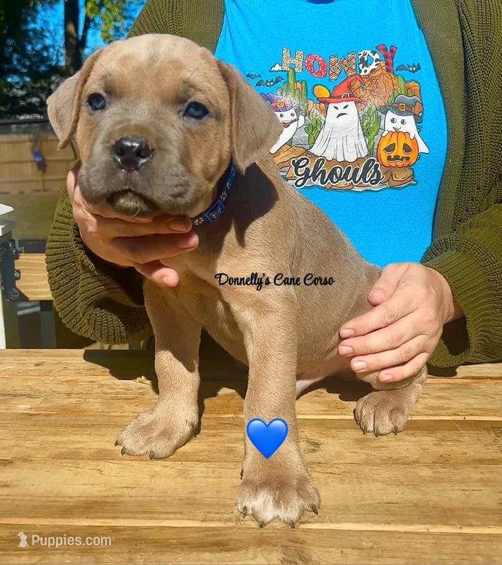 Dark blue collar - Rich Red Formentino  – Cane Corso puppy for sale in Columbia, MO