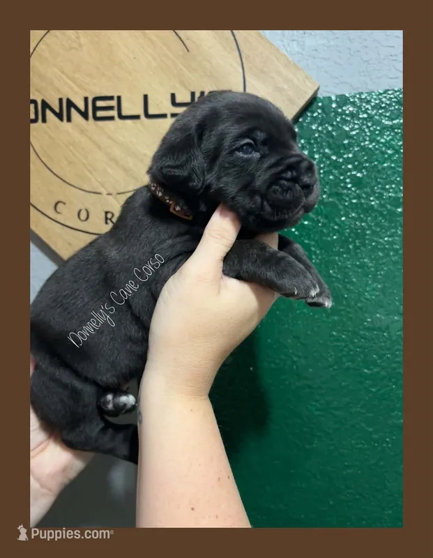 Brown Male  – Cane Corso puppy for sale in Columbia, MO