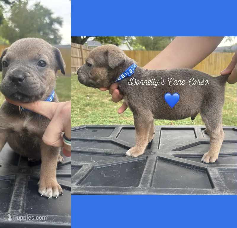 Dark blue collar - Rich Red Formentino  – Cane Corso puppy for sale in Columbia, MO