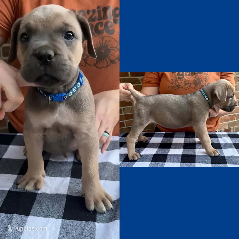 Dark blue collar - Rich Red Formentino  – Cane Corso puppy for sale in Columbia, MO