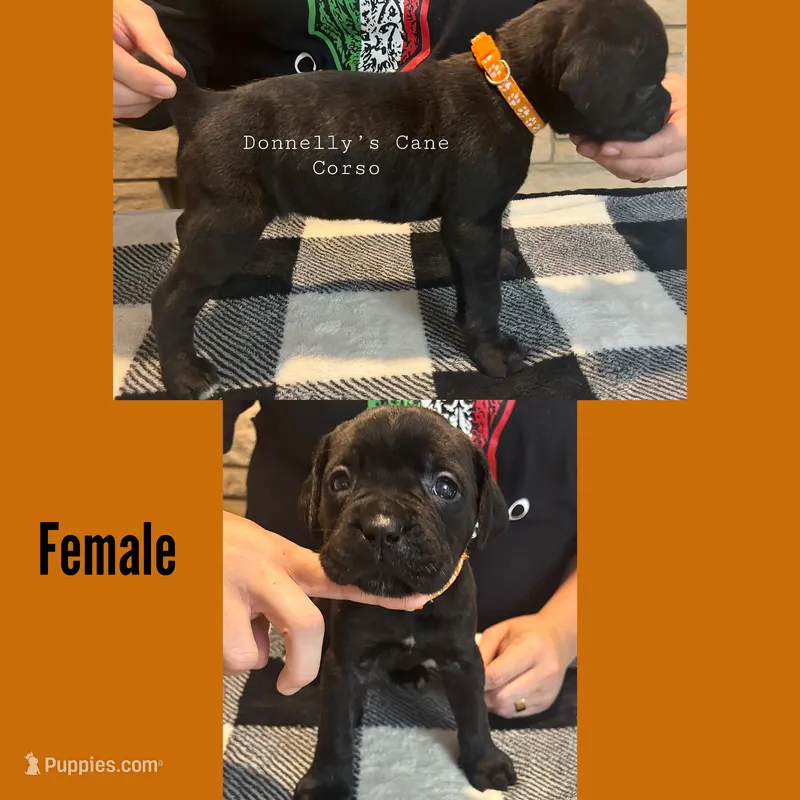 Orange - Female  – Cane Corso puppy for sale in Columbia, MO