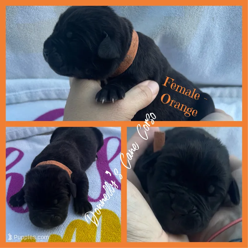 Orange - Female  – Cane Corso puppy for sale in Columbia, MO