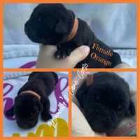 Orange - Female , a female Cane Corso for sale in Columbia, MO – 1 of 2