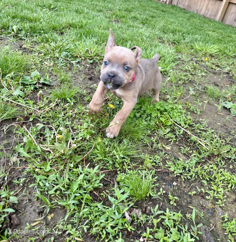 Raspberry - Female – Cane Corso puppy for sale in Columbia, MO
