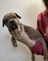 Raspberry - Female, a male Cane Corso for sale in Columbia, MO – Photo 3 of 3