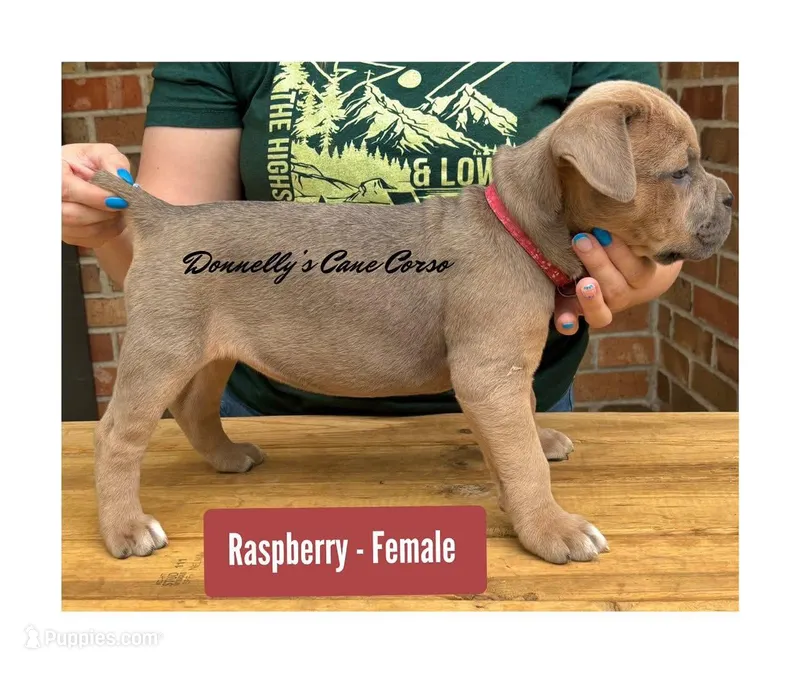Raspberry - Female – Cane Corso puppy for sale in Columbia, MO