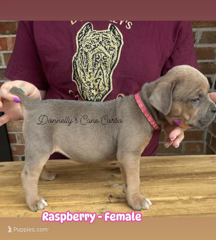 Raspberry - Female – Cane Corso puppy for sale in Columbia, MO
