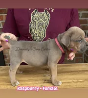Raspberry - Female, a male Cane Corso for sale in Columbia, MO – Photo 1 of 3