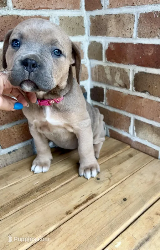 Raspberry - Female – Cane Corso puppy for sale in Columbia, MO