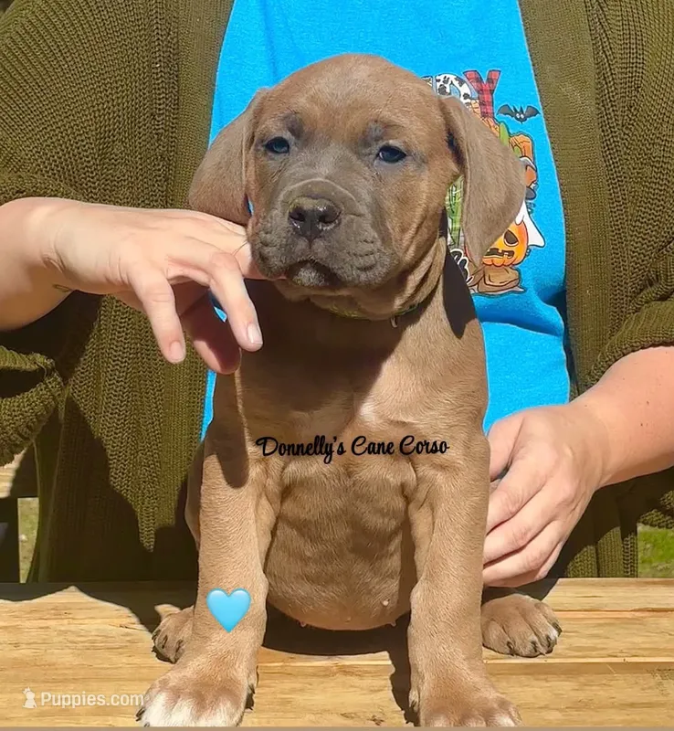 Teal Blue - Rich Red Formentino - F – Cane Corso puppy for sale in Columbia, MO