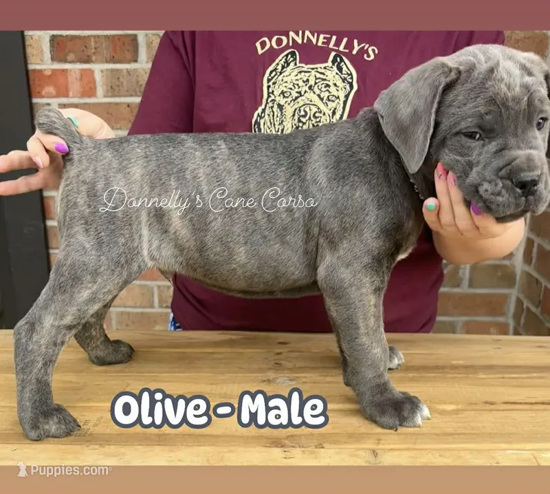 Olive - AKC – Cane Corso puppy for sale in Columbia, MO