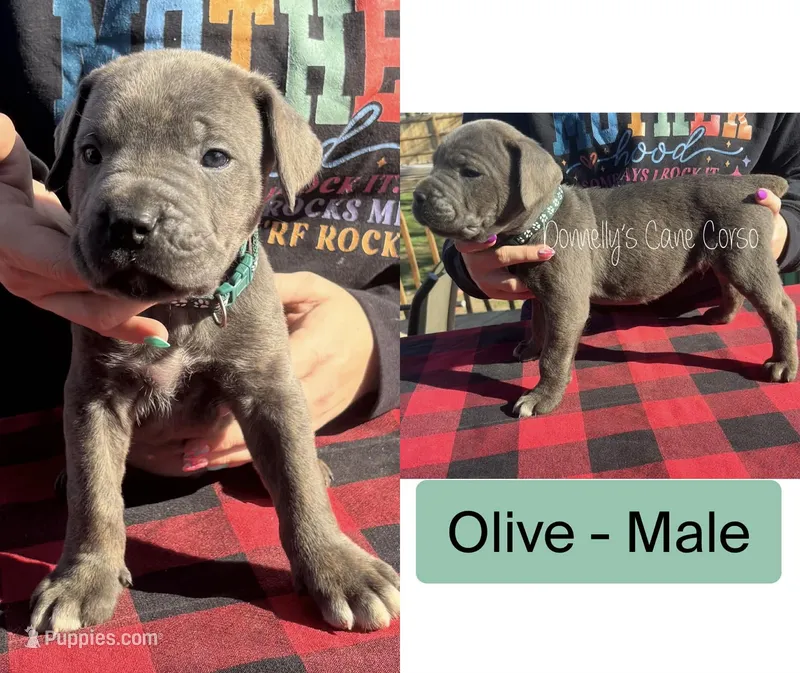 Olive - AKC – Cane Corso puppy for sale in Columbia, MO