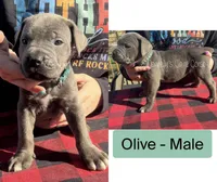 Olive - AKC, a male Cane Corso for sale in Columbia, MO – Photo 1 of 3